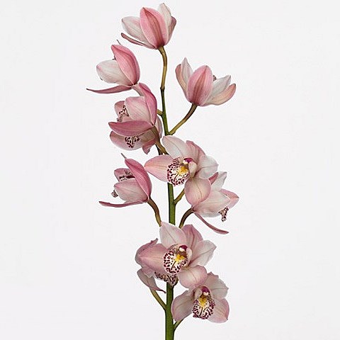 CYMBIDIUM ORCHID IRENE