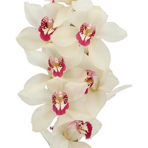 CYMBIDIUM ORCHID IVORY