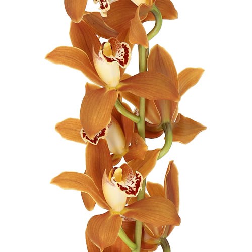 CYMBIDIUM ORCHID JAMES WESTWICK