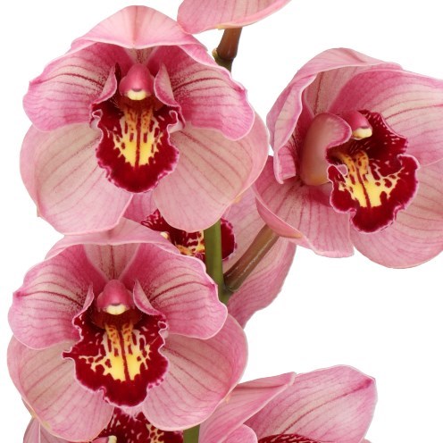 CYMBIDIUM ORCHID JANNET