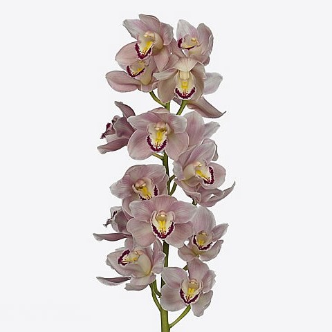 CYMBIDIUM ORCHID JENNY
