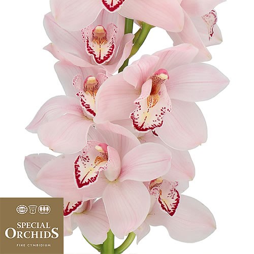 CYMBIDIUM ORCHID JESSE JAY (GROWER PACK)