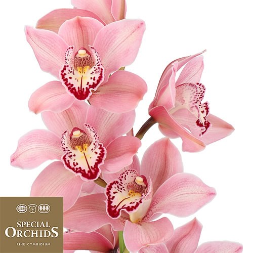 CYMBIDIUM ORCHID JET SET (GROWER PACK)