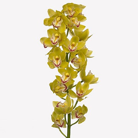 CYMBIDIUM ORCHID JODY