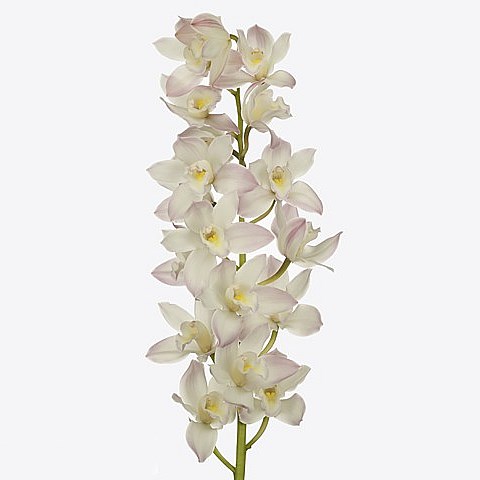 CYMBIDIUM ORCHID JOSHUA