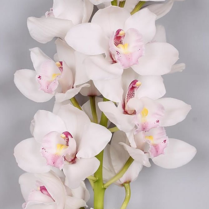 CYMBIDIUM ORCHID JUNGFRAU DOS PUEBLOS