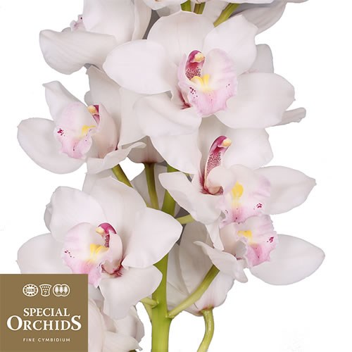 CYMBIDIUM ORCHID JUNGFRAU DOS PUEBLOS (GROWER PACK)