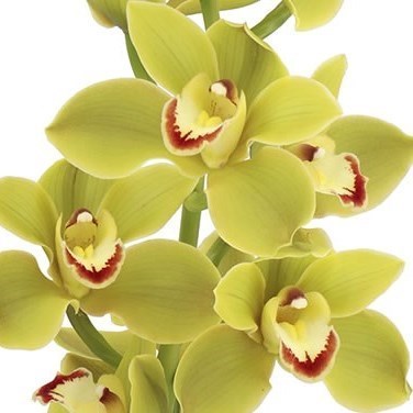 CYMBIDIUM ORCHID JUNGLE TRAIL