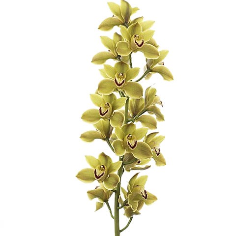 CYMBIDIUM ORCHID JUNGLE TRAIL