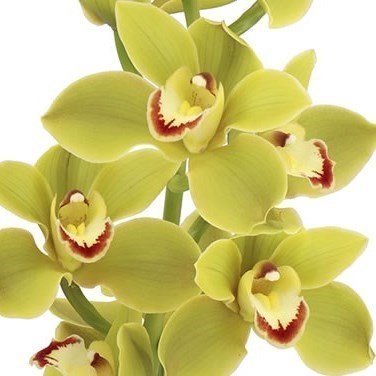 CYMBIDIUM ORCHID JUNGLE TRAIL