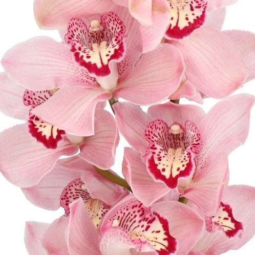 CYMBIDIUM ORCHID KADY