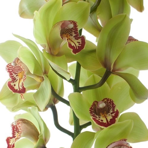 CYMBIDIUM ORCHID KERMIT