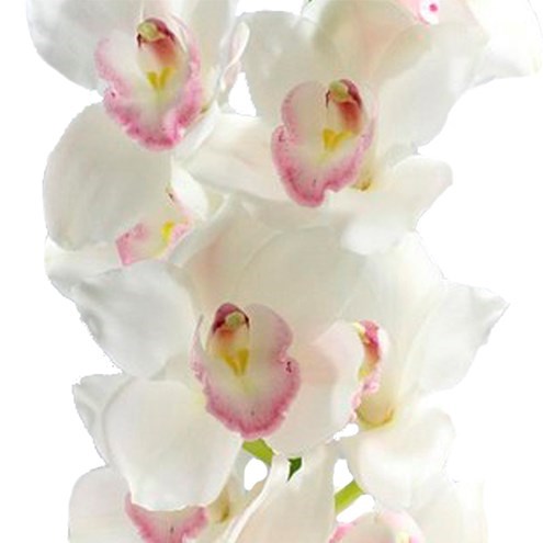 CYMBIDIUM ORCHID KILIMANJARO