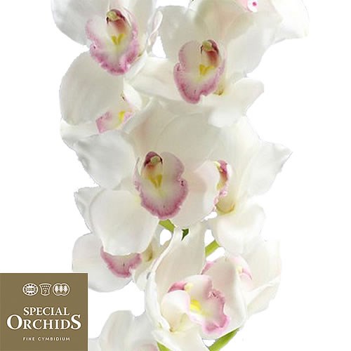 CYMBIDIUM ORCHID KILIMANJARO (GROWER PACK)