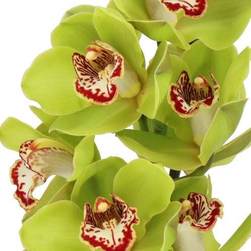 CYMBIDIUM ORCHID KILL BILL