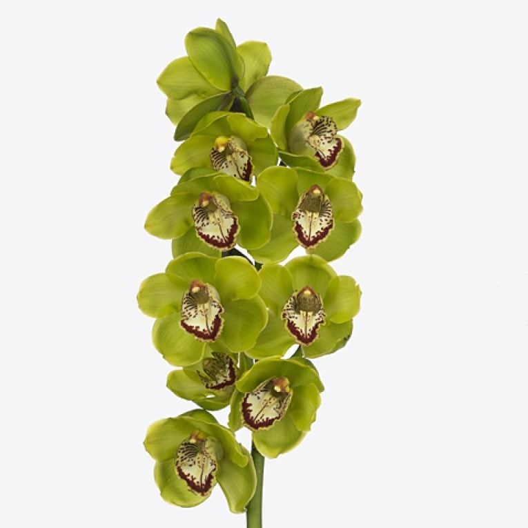 CYMBIDIUM ORCHID KILL BILL