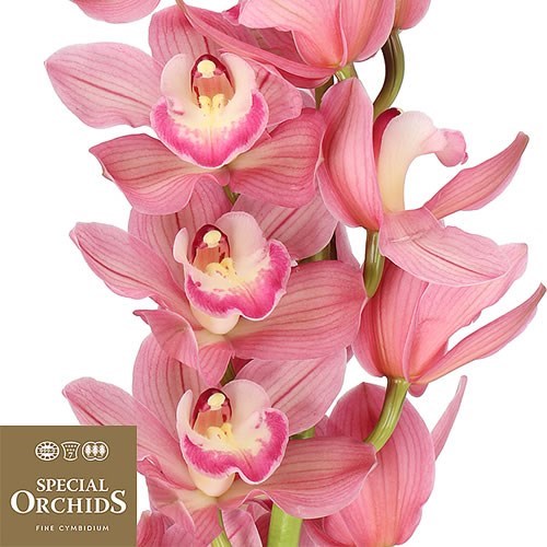 CYMBIDIUM ORCHID KIMBERLY (GROWER PACK)