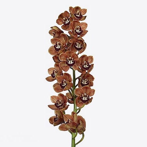 CYMBIDIUM ORCHID KING ALEX