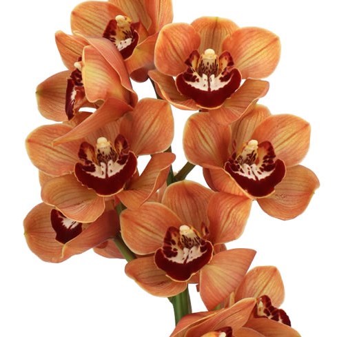 CYMBIDIUM ORCHID KING ALEX