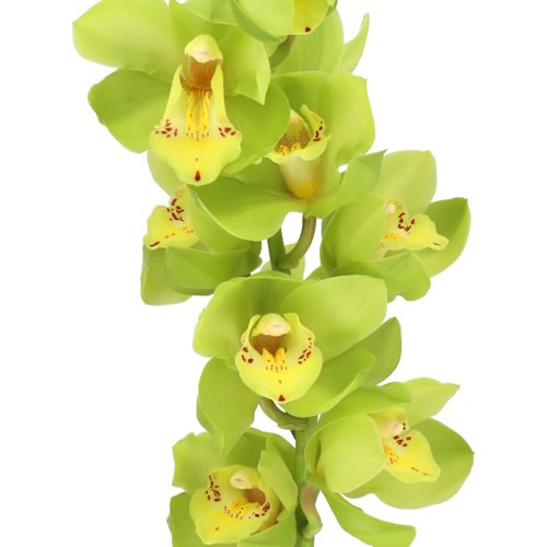 CYMBIDIUM ORCHID KING AUGUS