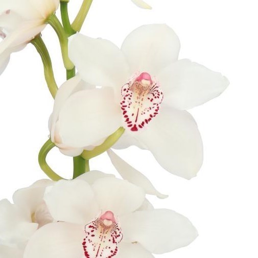 CYMBIDIUM ORCHID KINGS PEAK