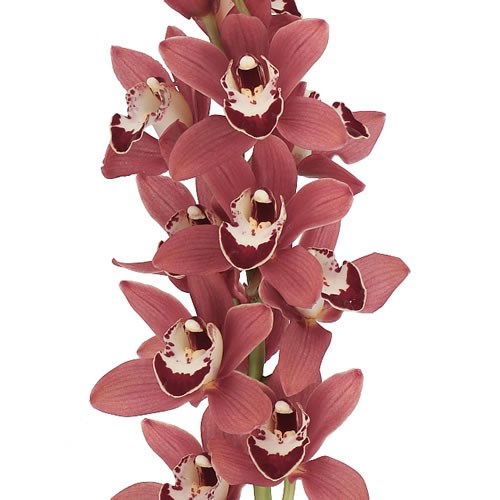 CYMBIDIUM ORCHID KIRSTEN