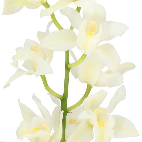 CYMBIDIUM ORCHID KLAZINA DE WIT