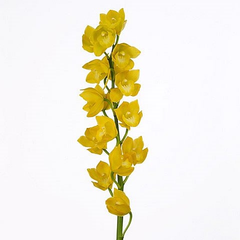 CYMBIDIUM ORCHID KUSUDA FANTASY CARIOCA