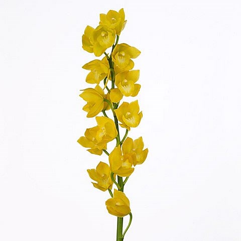 CYMBIDIUM ORCHID KUSUDA FANTASY CARIOCA