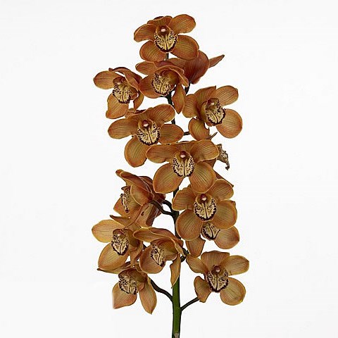 CYMBIDIUM ORCHID LA VIE ROBINA