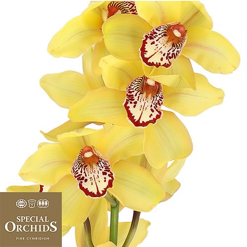 CYMBIDIUM ORCHID LA VIE STELLA (GROWER PACK)