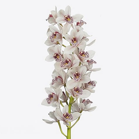 CYMBIDIUM ORCHID LADY FRECKLE
