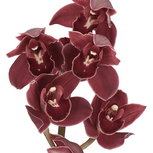 CYMBIDIUM ORCHID LAST DANCE