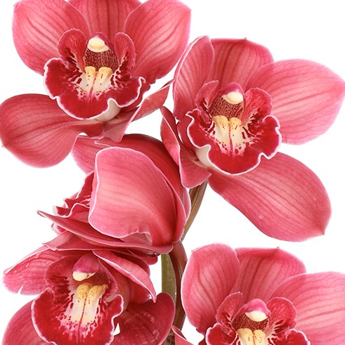 CYMBIDIUM ORCHID LENN