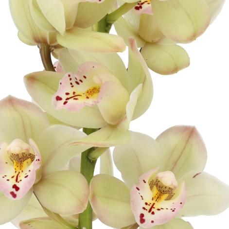 CYMBIDIUM ORCHID LETFLOR
