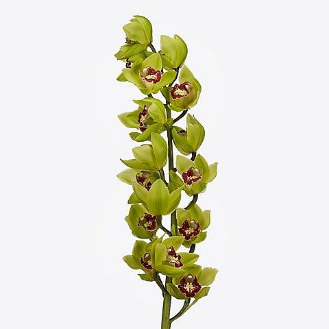 CYMBIDIUM ORCHID LIGHTNING