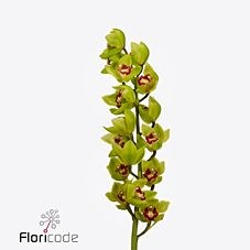 CYMBIDIUM ORCHID LIGHTNING