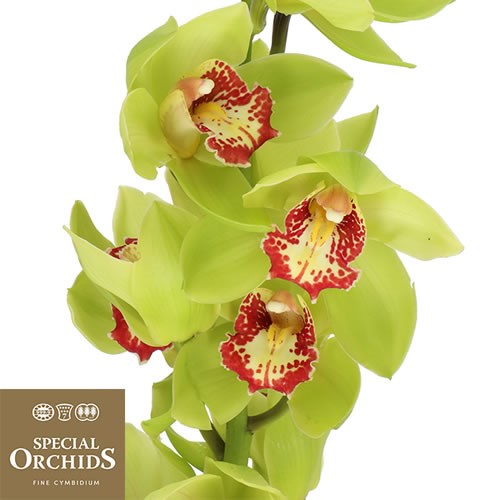 CYMBIDIUM ORCHID LIGHTNING (GROWER PACK)