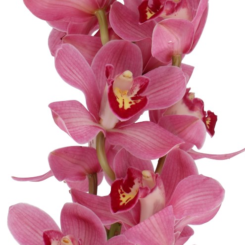 CYMBIDIUM ORCHID LIPSTICK