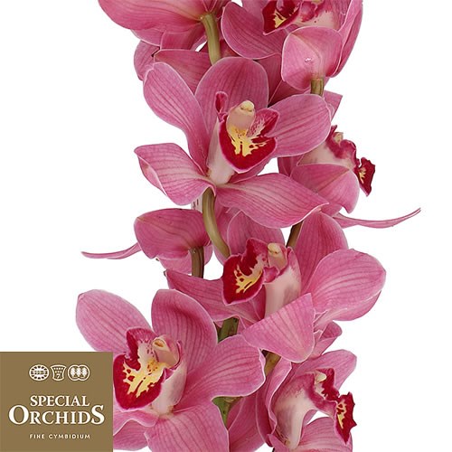 CYMBIDIUM ORCHID LIPSTICK (GROWER PACK)