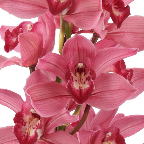CYMBIDIUM ORCHID LOES TETRA