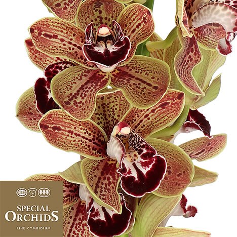 CYMBIDIUM ORCHID LOS ANGELES (GROWER PACK)