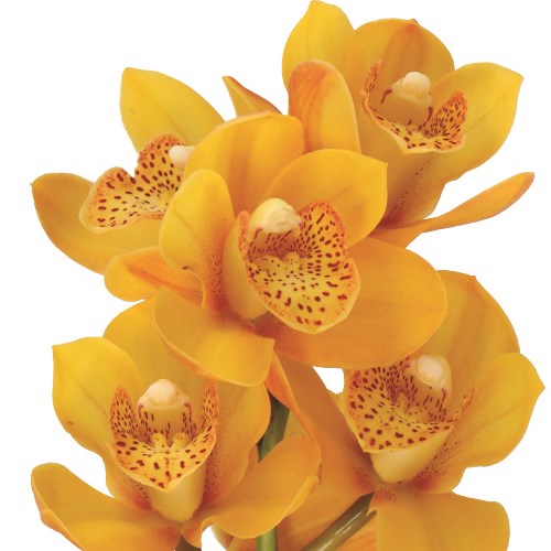 CYMBIDIUM ORCHID LOVELY SUE