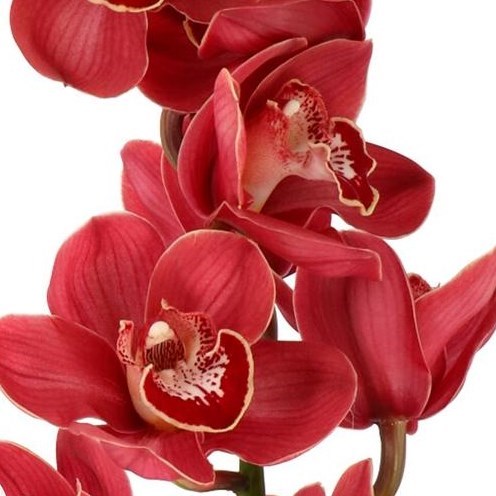 CYMBIDIUM ORCHID LUCIFER
