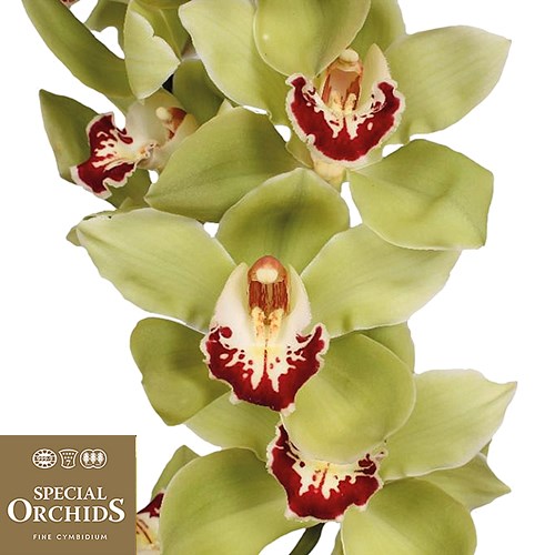CYMBIDIUM ORCHID MACHTELD (GROWER PACK)
