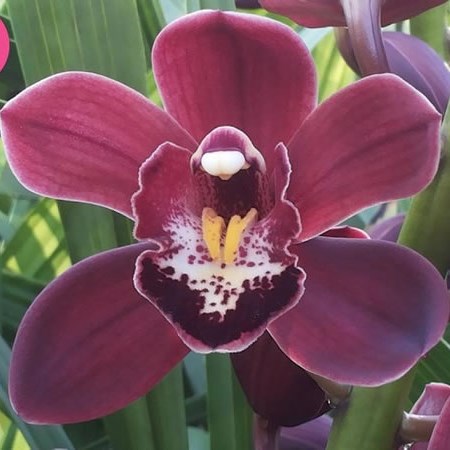CYMBIDIUM ORCHID MADELON