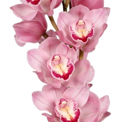 CYMBIDIUM ORCHID MAGIC KIWI SUE