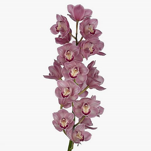CYMBIDIUM ORCHID MAGIC KIWI SUE