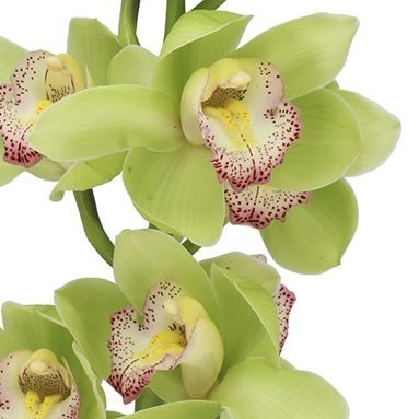 CYMBIDIUM ORCHID MAJESTIC