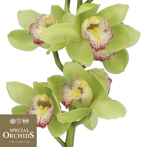 CYMBIDIUM ORCHID MAJESTIC (GROWER PACK)